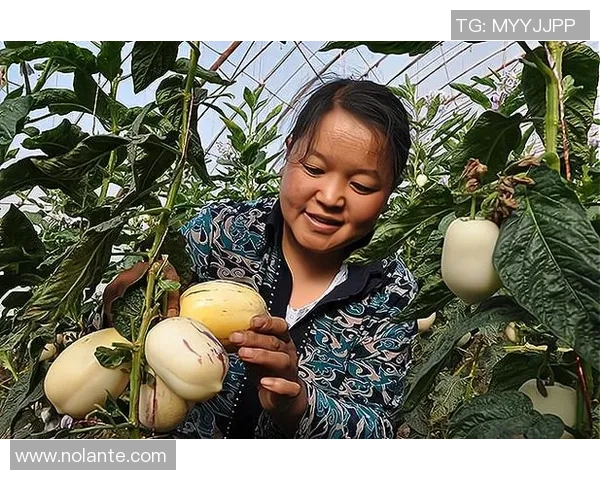 安养人参与原州东浦新世代的对比探讨与发展前景分析